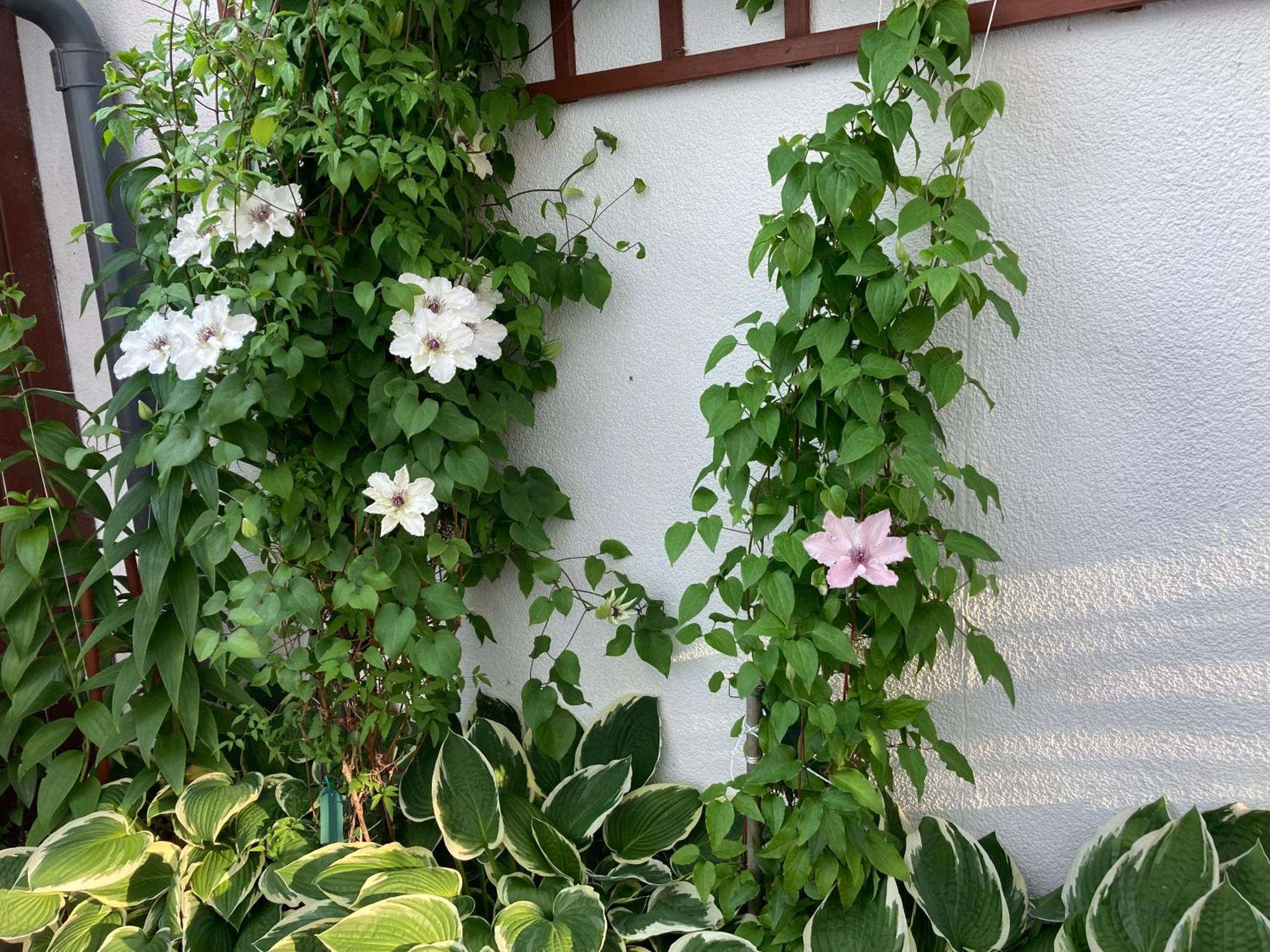 Casa Blanca Apartment Jastarnia Exterior photo
